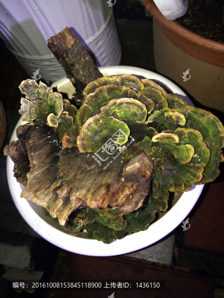 盆栽靈芝