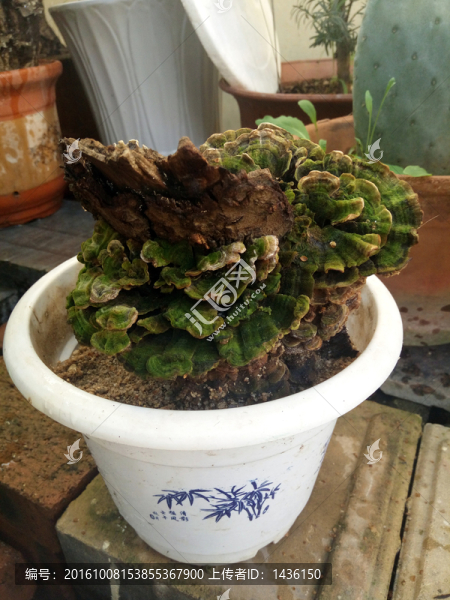 靈芝