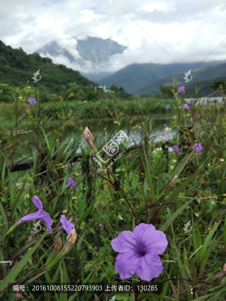 高山下的小花