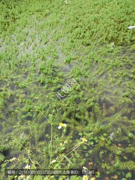 水草
