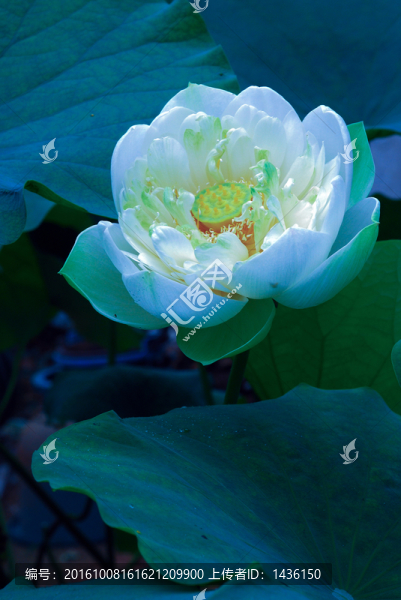荷花素材