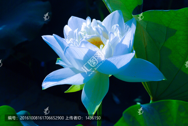 白蓮