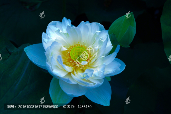 荷花
