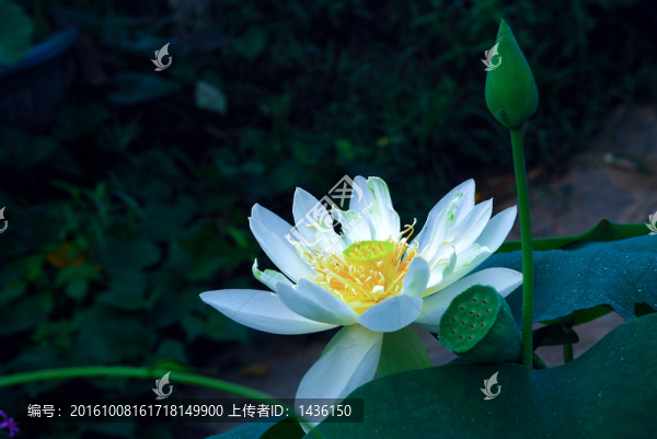 荷花