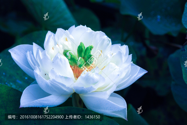 荷花
