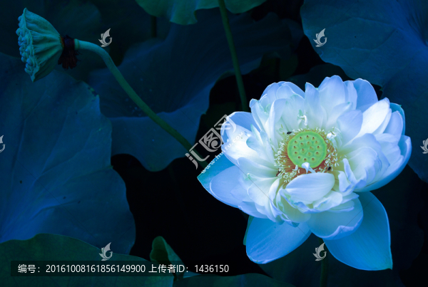 荷花