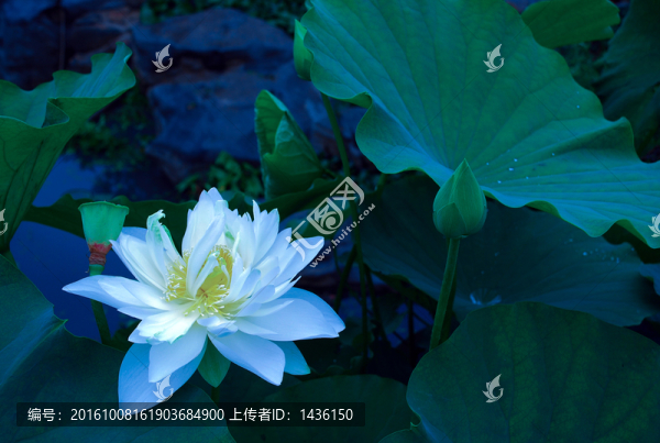 荷塘,荷花