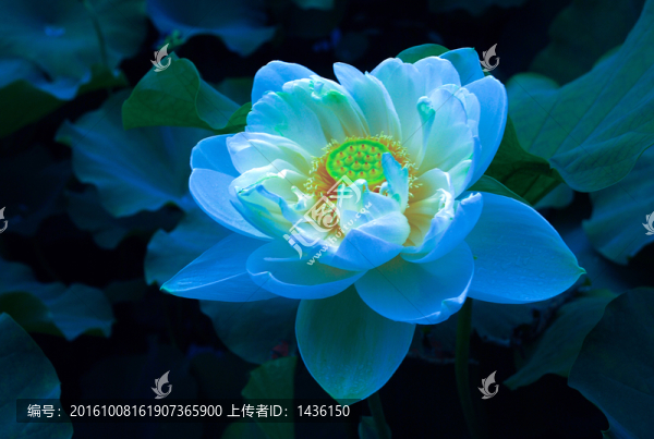 荷花