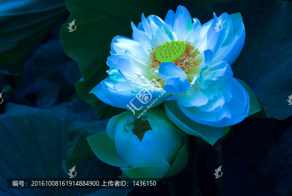 荷花