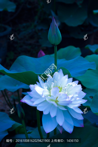 荷花