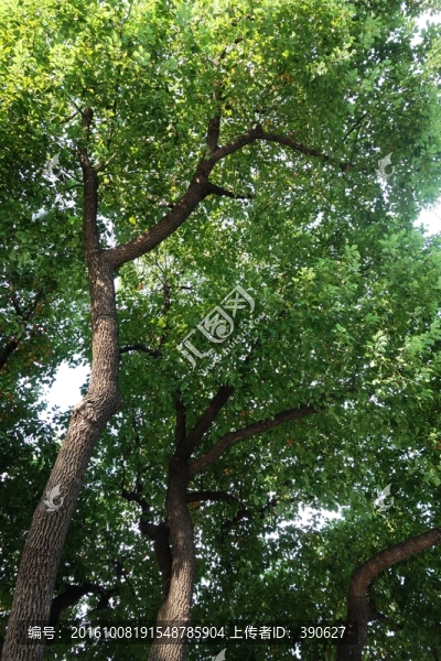 大樹(shù)