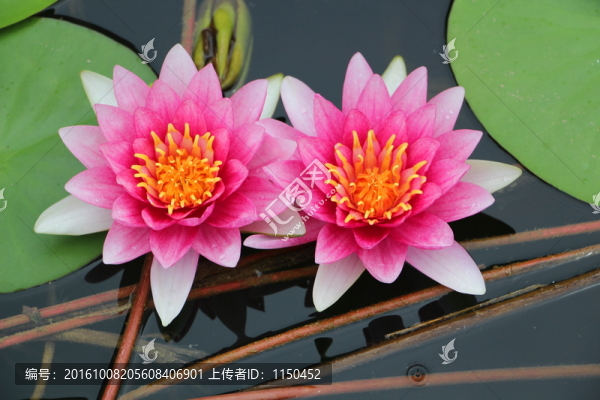睡蓮花開