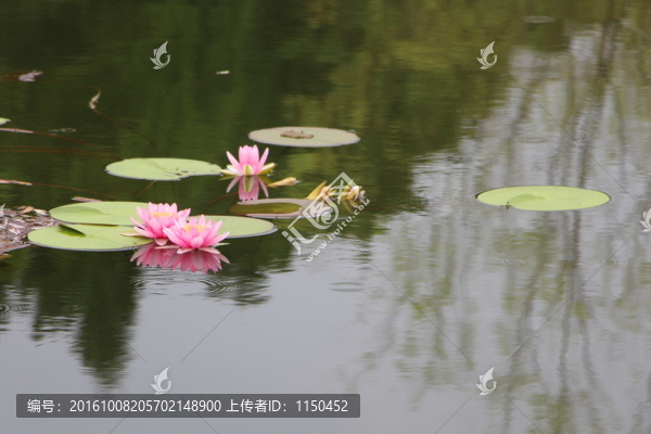 睡蓮花開(kāi)
