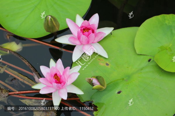 睡蓮花開