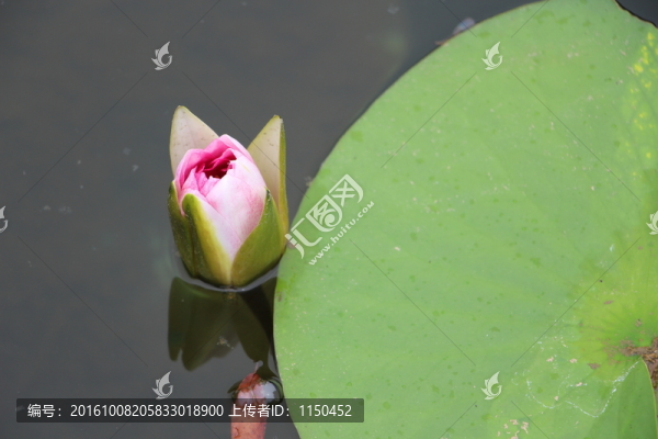 睡蓮花開