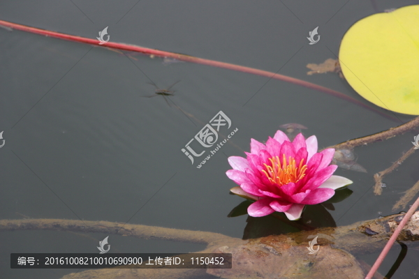 睡蓮花開
