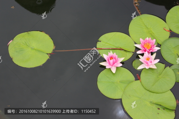 睡蓮花開比翼美