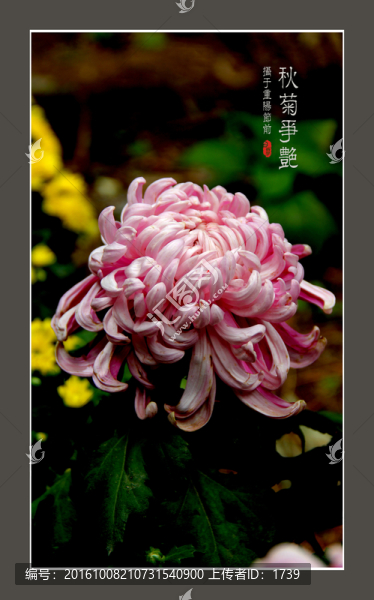 菊花