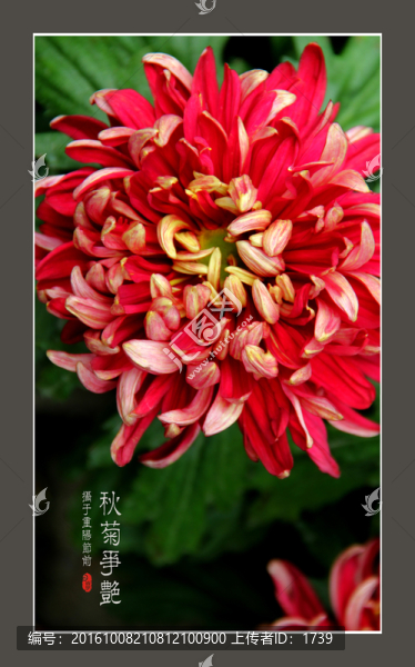 菊花