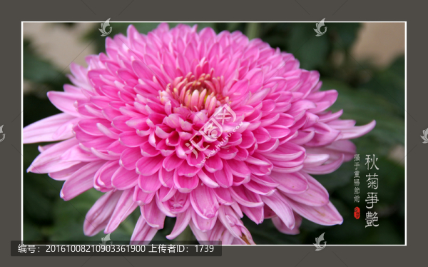 菊花