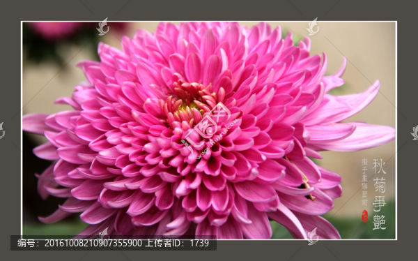 菊花
