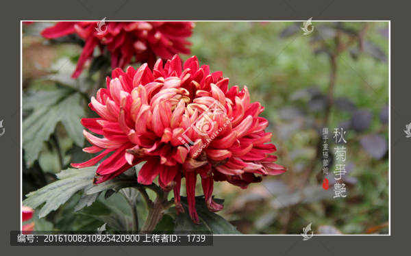 菊花