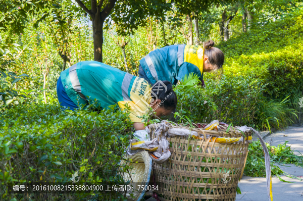園林除草