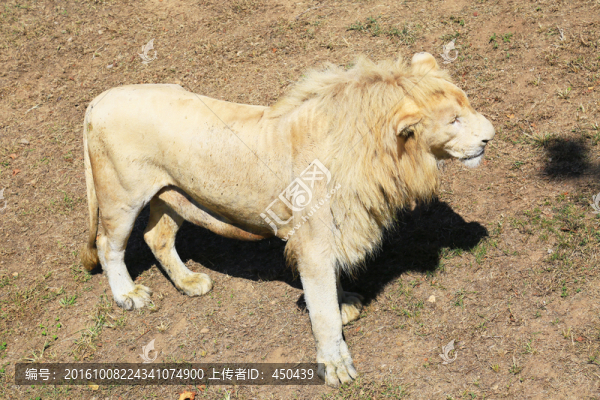 獅子