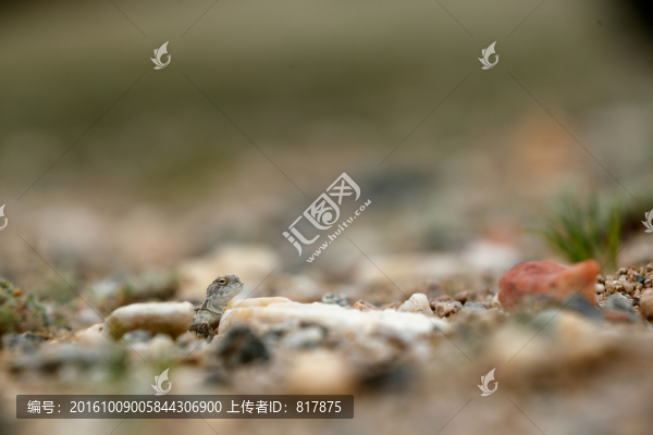 沙蜥