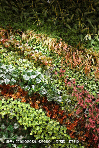 植物墻