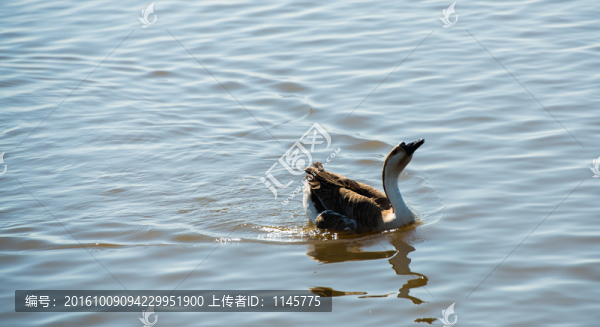 鵝天鵝