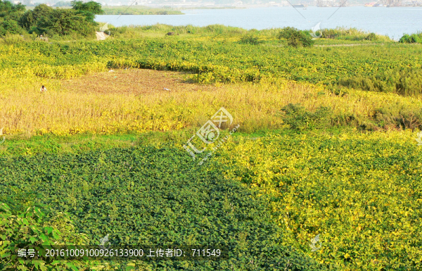 河邊莊稼地