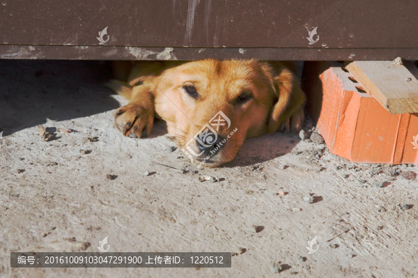 狗睡在建筑區(qū)