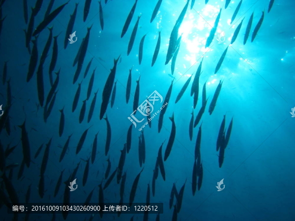 學(xué)校的魚
