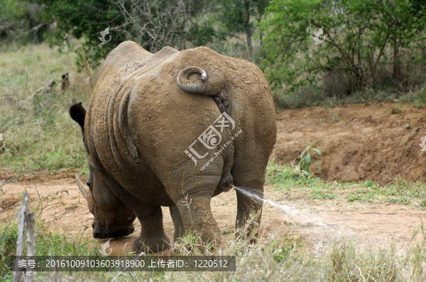 White,Rhinoceros公?；蚍酱较＃–eratotherium,simum）；標志著尿他