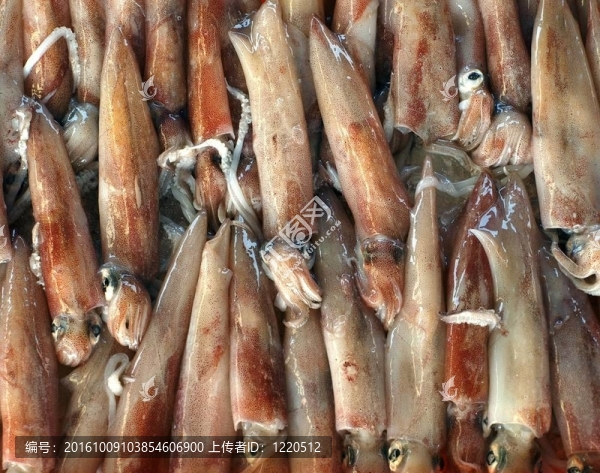 鮮魷魚出售