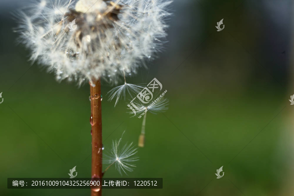 蒲公英反綠背景