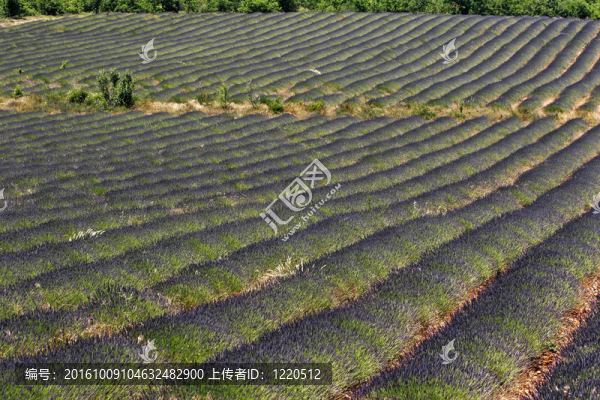 薰衣草田；普羅旺斯；法國(guó)
