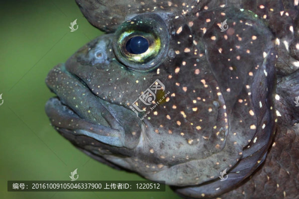 魚