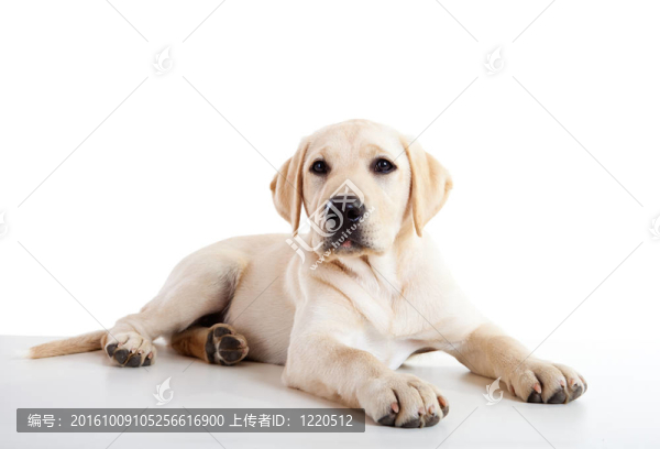 可愛的拉布拉多犬