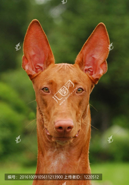 法老王獵犬
