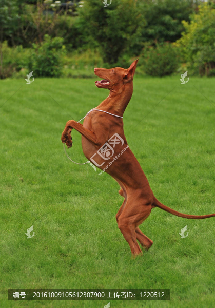 法老獵犬在一個綠色的草地上跳舞