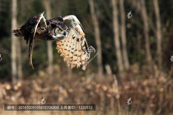 捕食者