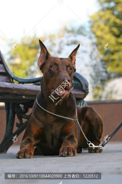 多伯曼平犬（或者拼寫Dobermann在許多國(guó)家）或多伯曼犬是一個(gè)品種的家犬。Dobermann,P