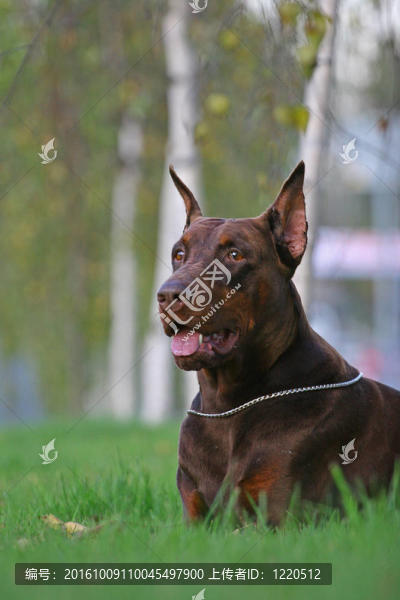 多伯曼平犬（或者拼寫Dobermann在許多國家）或多伯曼犬是一個品種的家犬。Dobermann,P