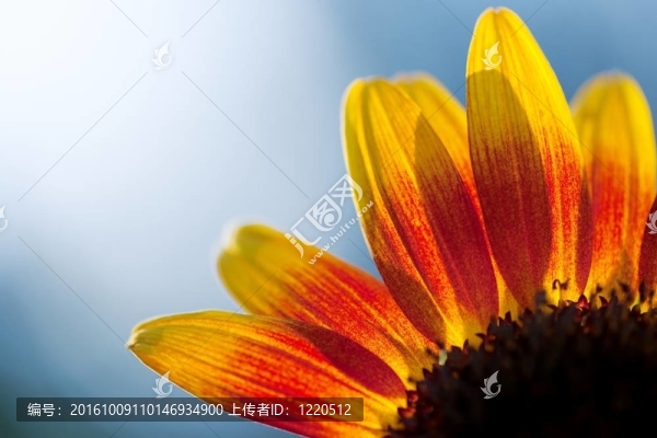 太陽(yáng)花摘要