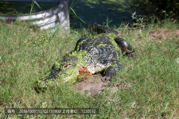 佛羅里達鱷魚曬太陽