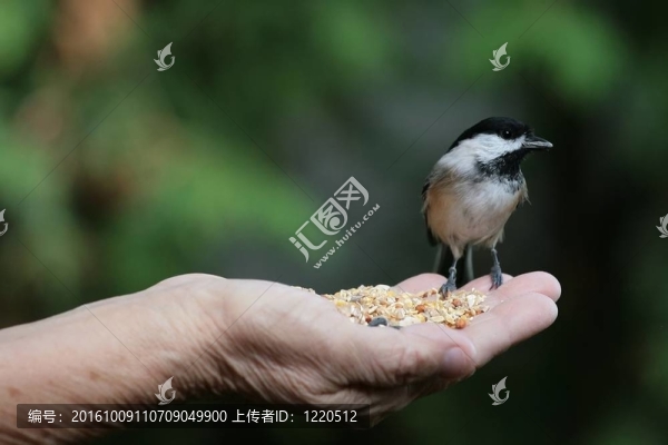一鳥(niǎo)在手