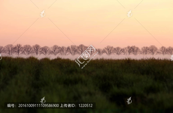 風景-在一個領(lǐng)域的樹木排