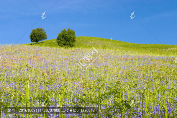 田野的花